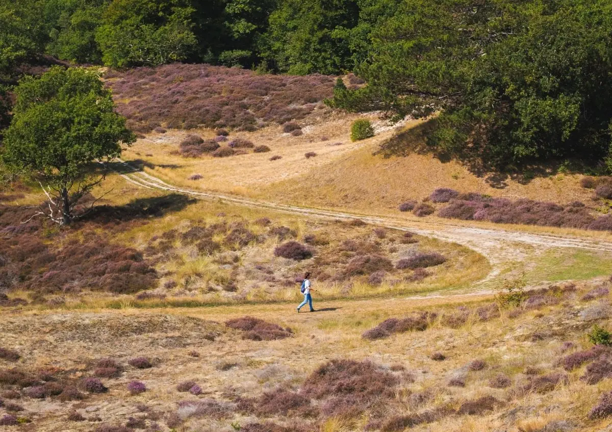 wandelaar door het duinreservaat in Bergen