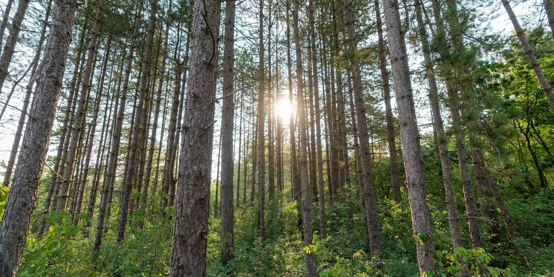 Bomen in het bos waar de zon doorheen schijnt