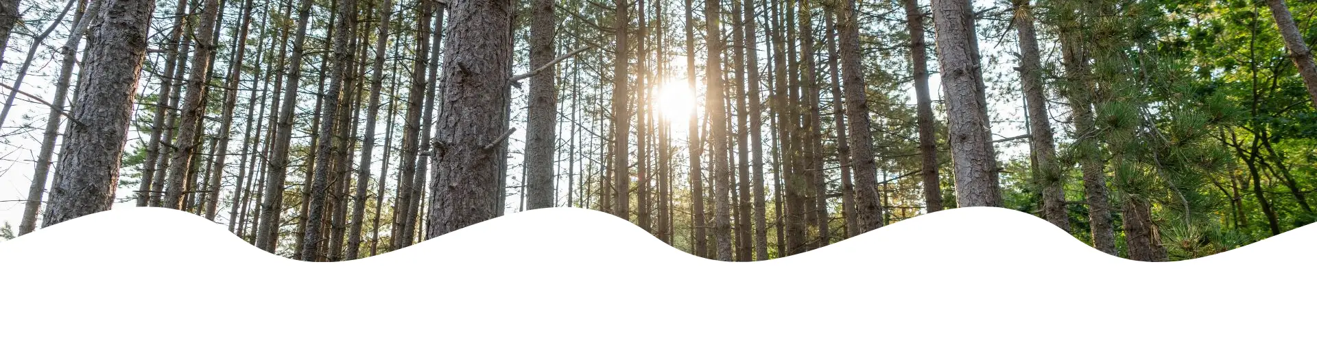 Bomen in het bos waar de zon doorheen schijnt