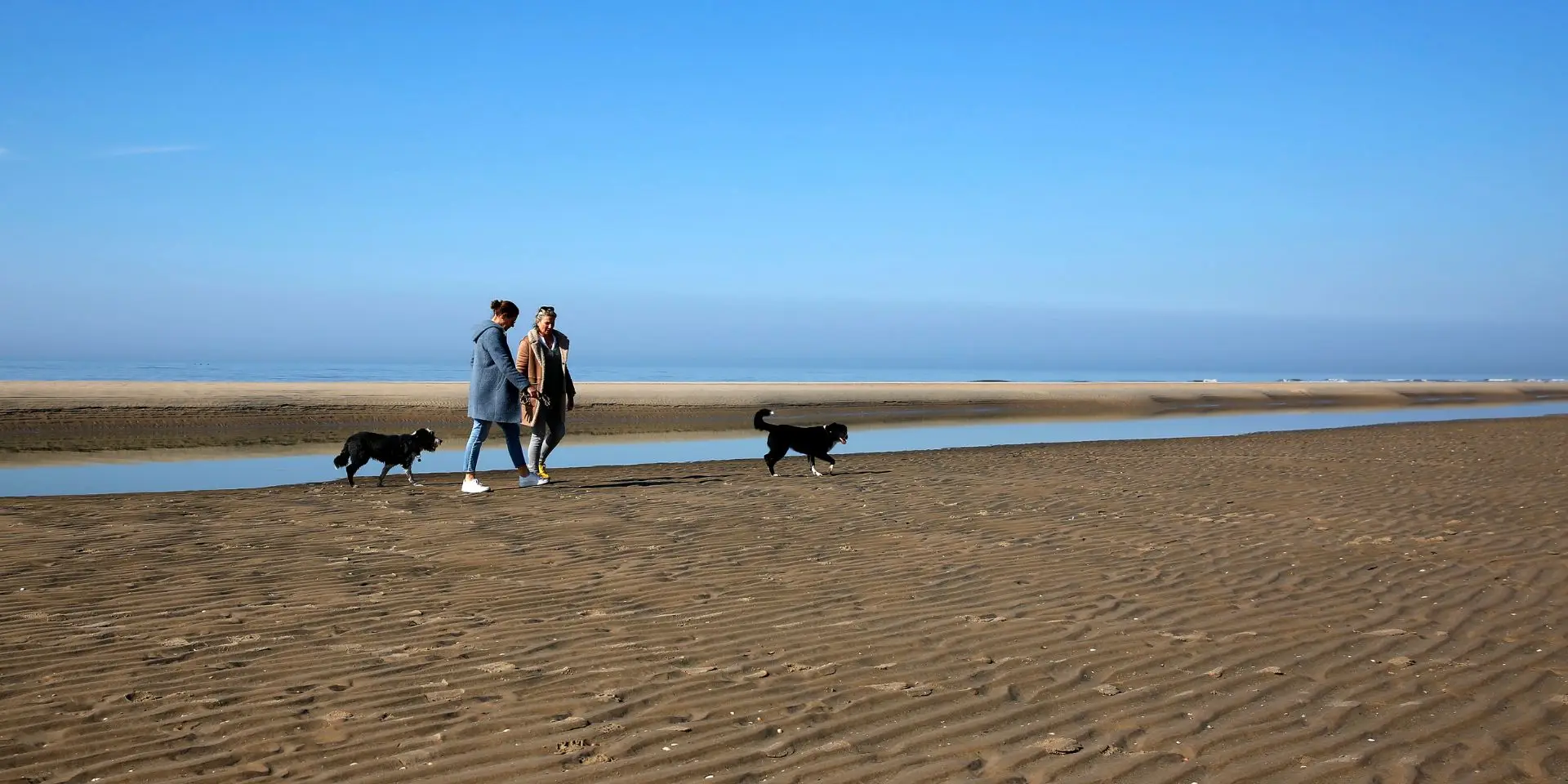Wandelen met de hond op het strand