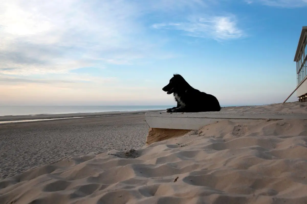 Een zwarte hond liggend op het strand in het zand bij Bergen aan Zee met een mooie zonsondergang