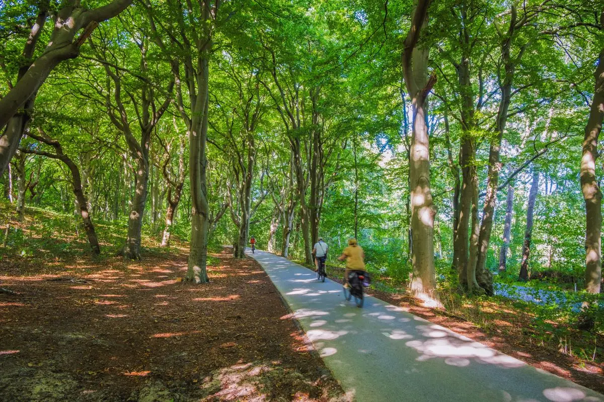 Fietspad met fietsers door het bos van Bergen