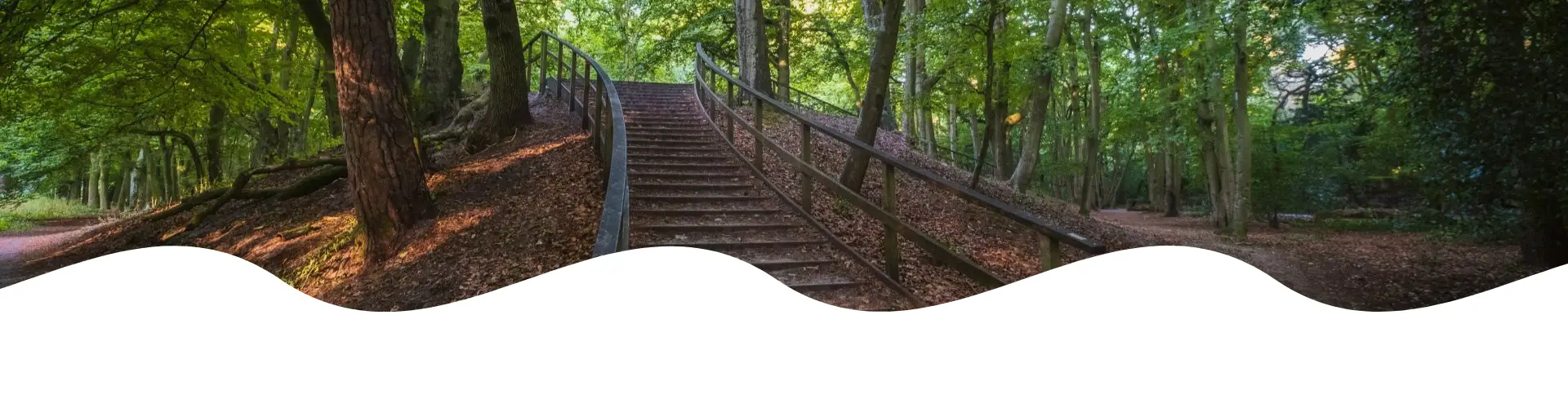 Houten trap in het bos van Bergen