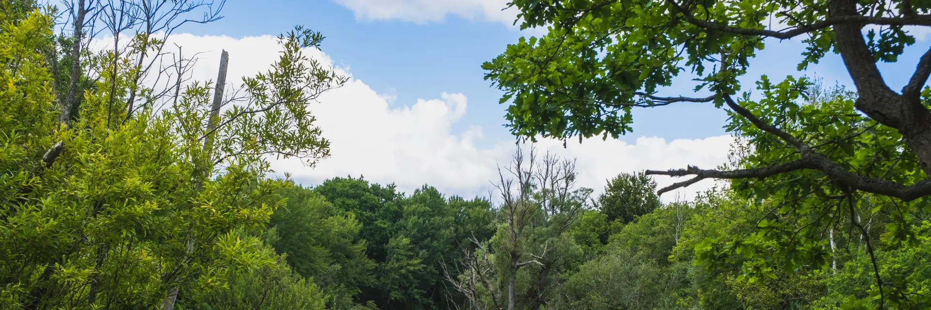 Boomtoppen en blauwe lucht