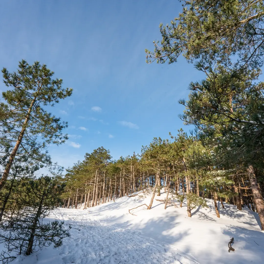 Besneeuwde duinen met bomen