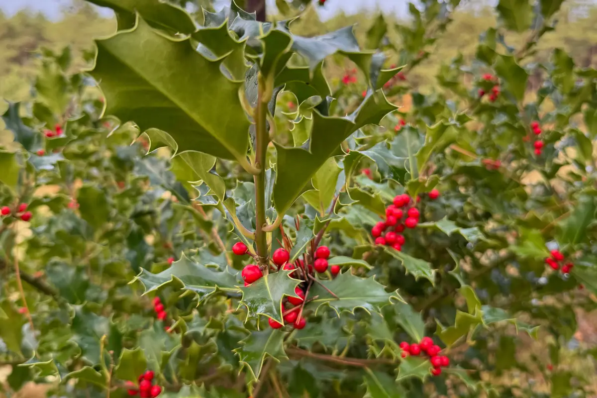 Foto van een hulst met rode besjes