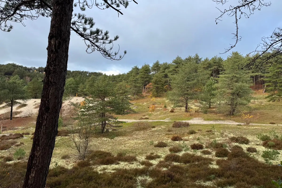 Schoorlse Duinen met bomen, mossen en duinplanten