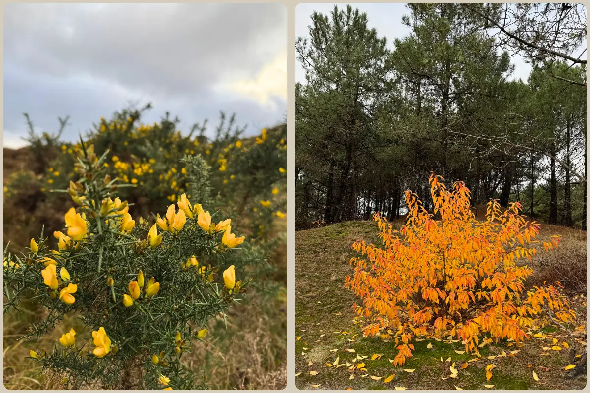 gele en oranje exotische planten in de Schoorlse Duinen