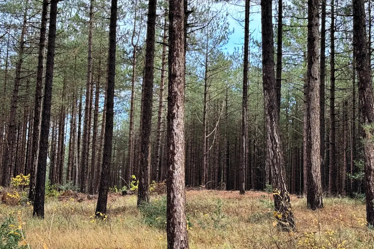 Bomen in het bos van Schoorl met contrast op de boomstammen van nat en droog