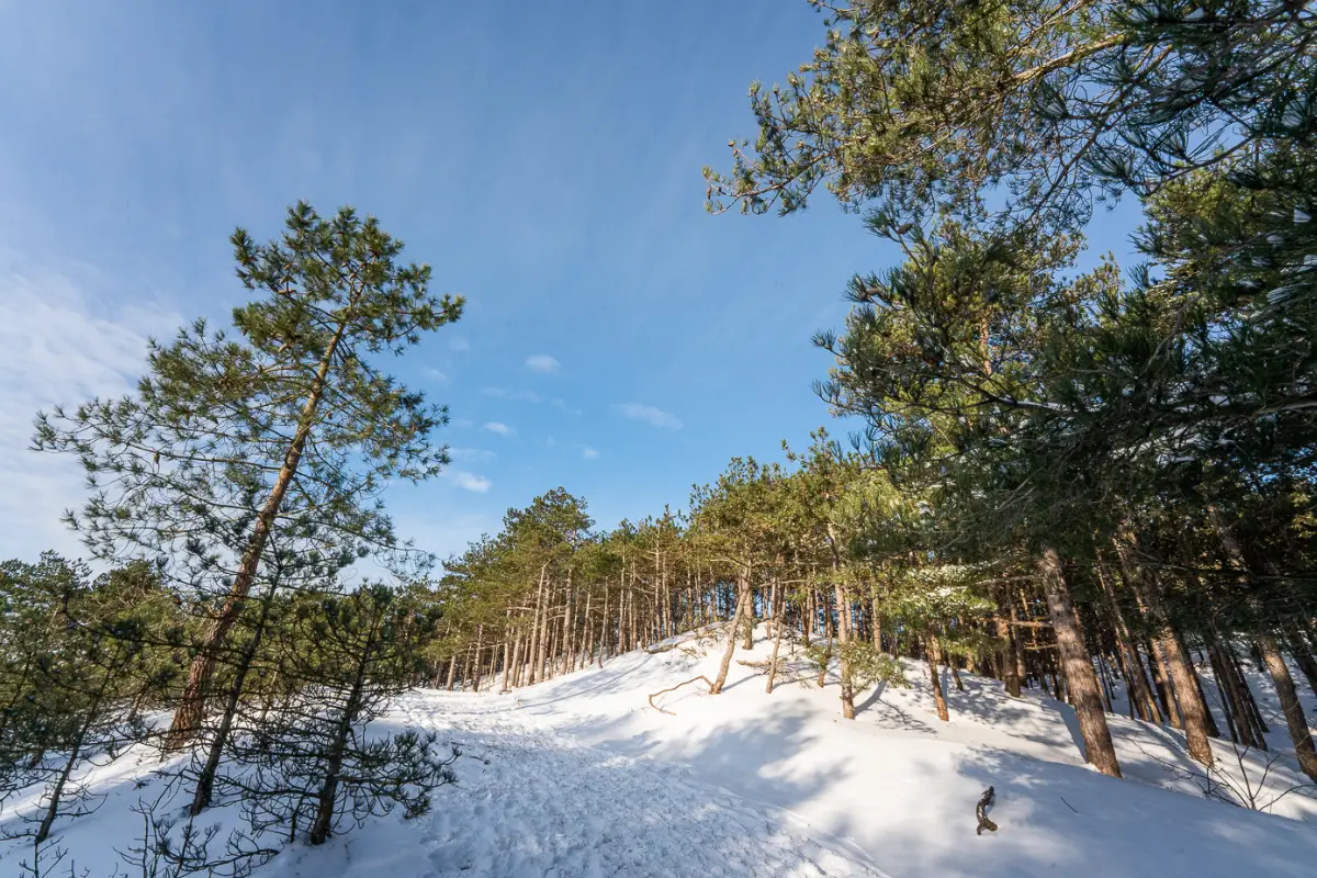 De duinen en het bos met sneeuw en blauwe lucht