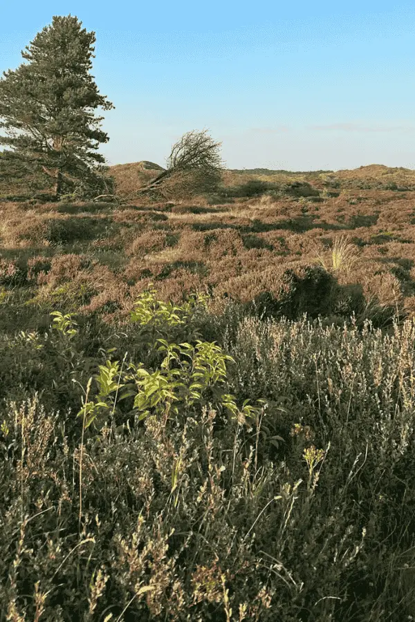 Heidevelden Schoorl → Uitgestrekte paarse heidevelden in de Schoorlse Duinen.