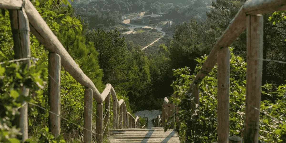 Uitzichtpunt → uitzicht over de duinen en bossen van Schoorl.