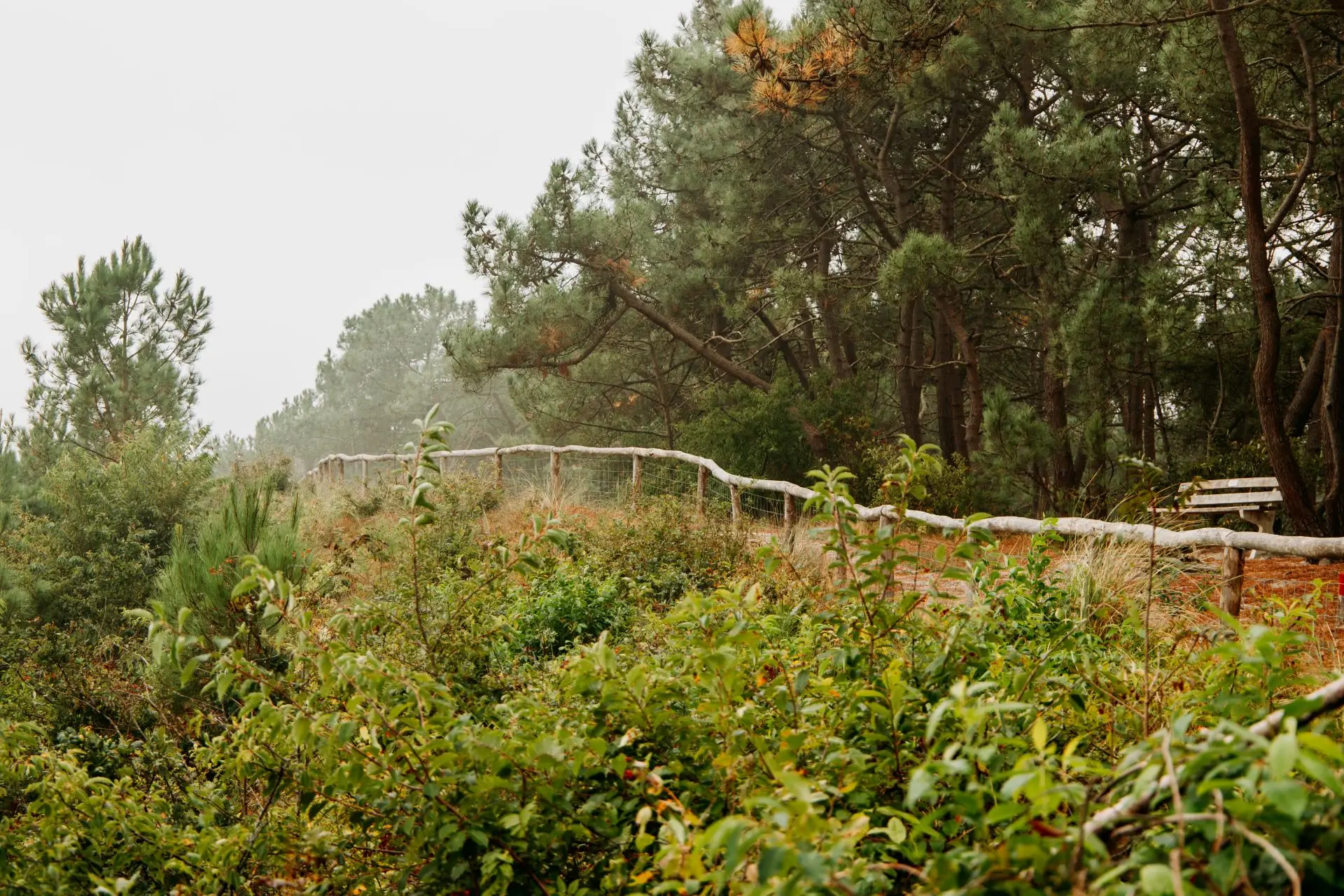 Een mistig bos en duingebied van Schoorl in de mist met houten bankje en houten hek