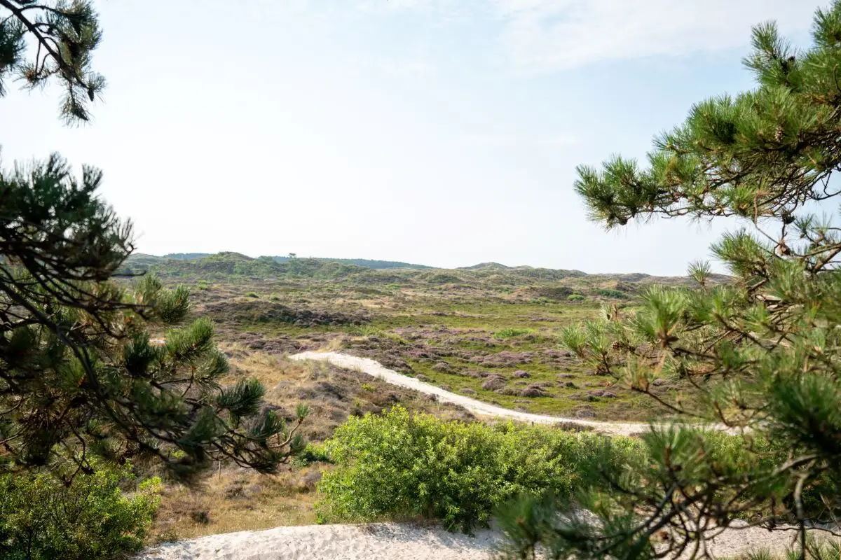 Duinen van Duindorp Schoorl
