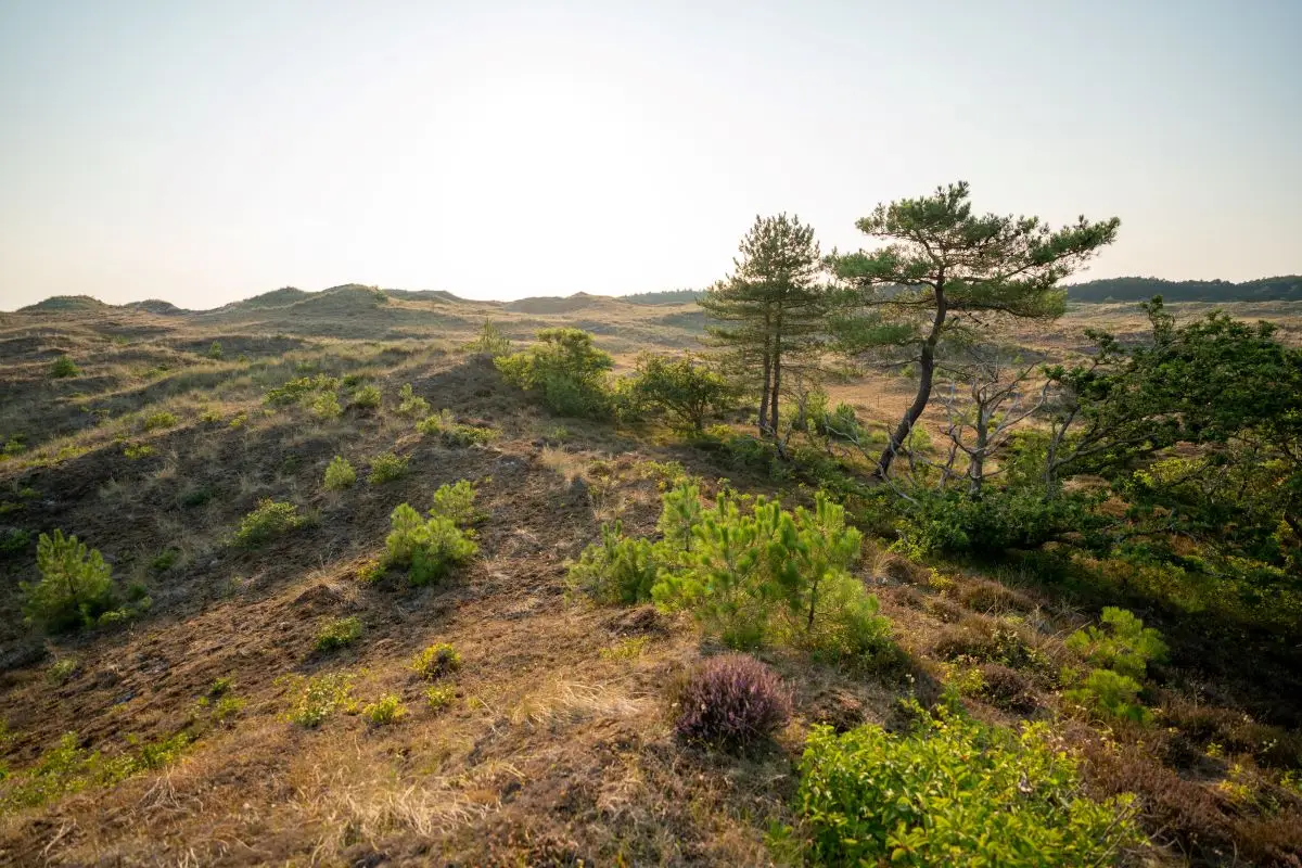 Uitzicht over het groene landschap met dennenbomen, duingrassen en de duinen in Schoorl