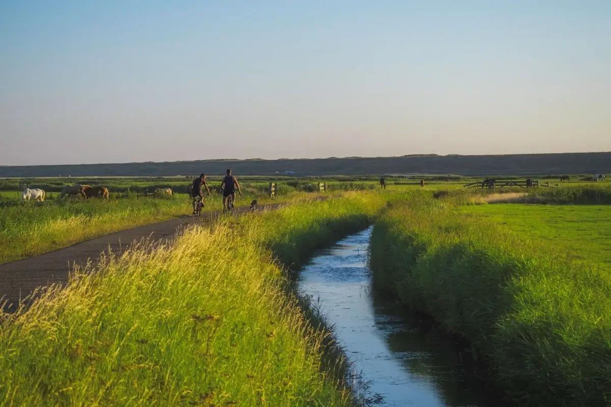 De polder in Schoorl met op de achtergrond de duinen en grazende paarden in het weiland. En een fietsend stel over de weg met ernaast een kronkelende sloot