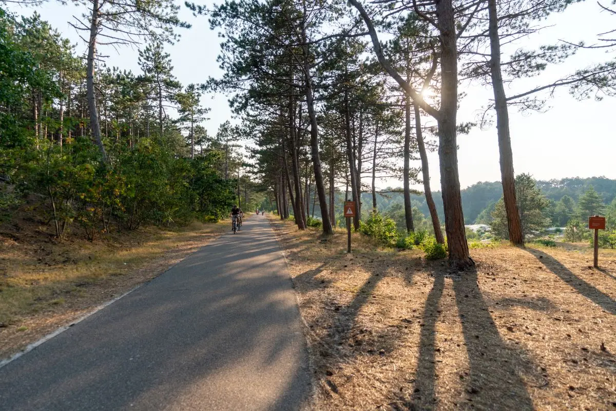 Het mountainbikeparcours met in de verte enkele mountainbikers door de Schoorlse Duinen met dennenbomen en het zonnetje dat door deze bomen schijnt.