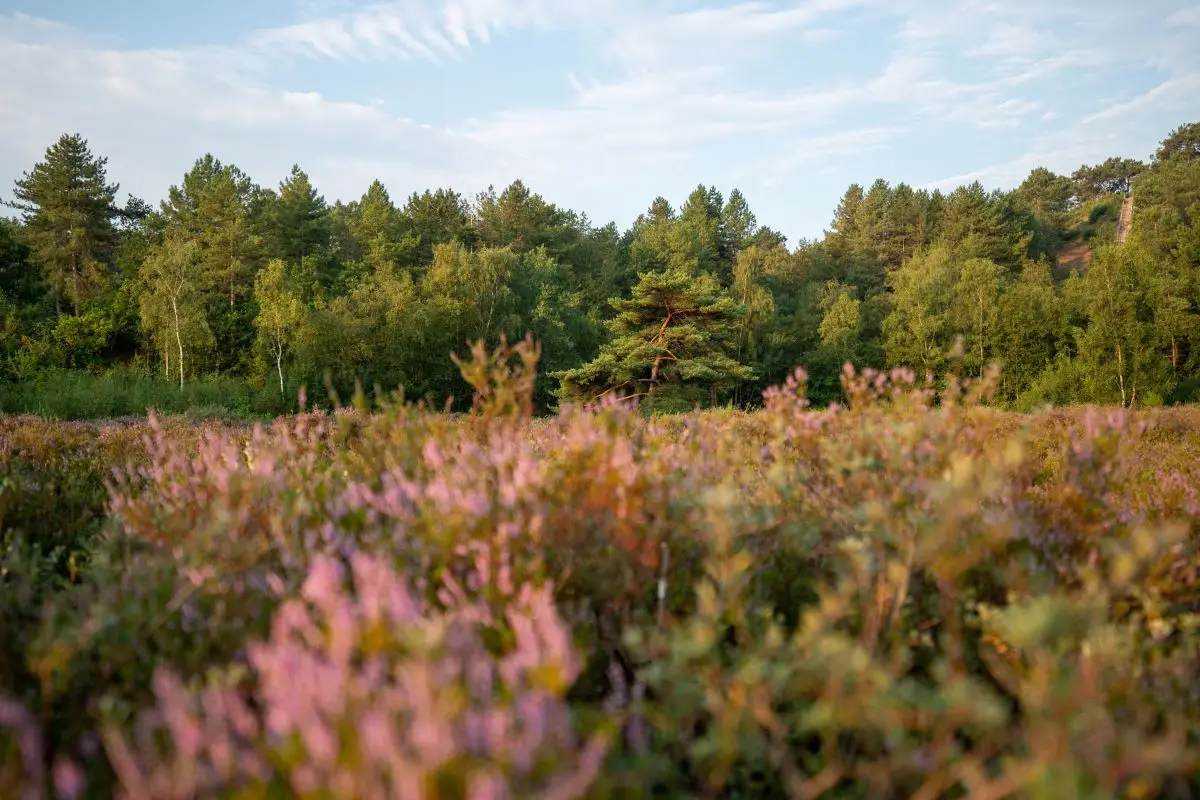 de heide met bomen op de achtergrond