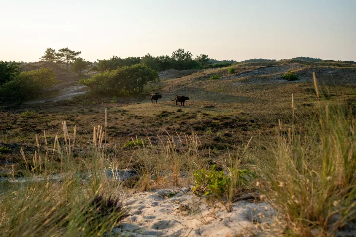 duinen