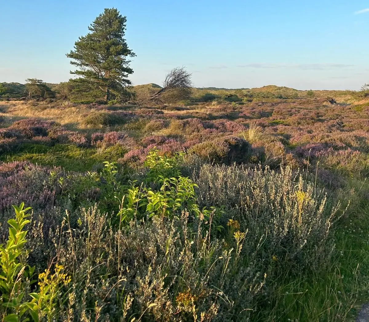 heide met een boom in het midden
