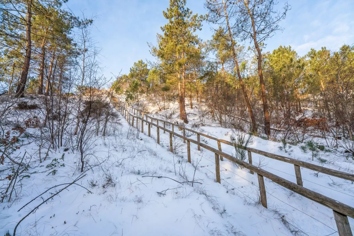trap Schoorlse duinen besneeuwd