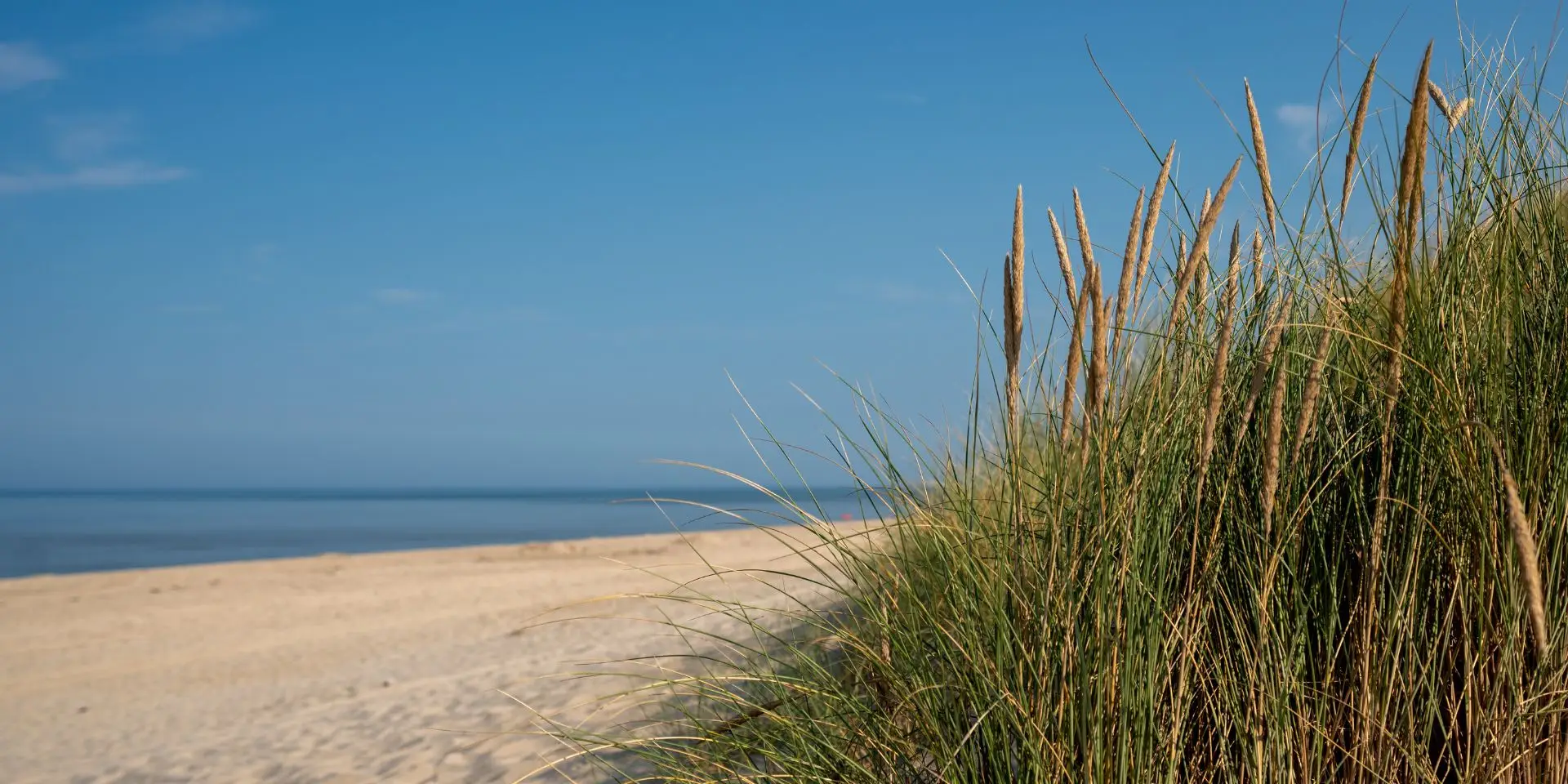 strand met riet en gras