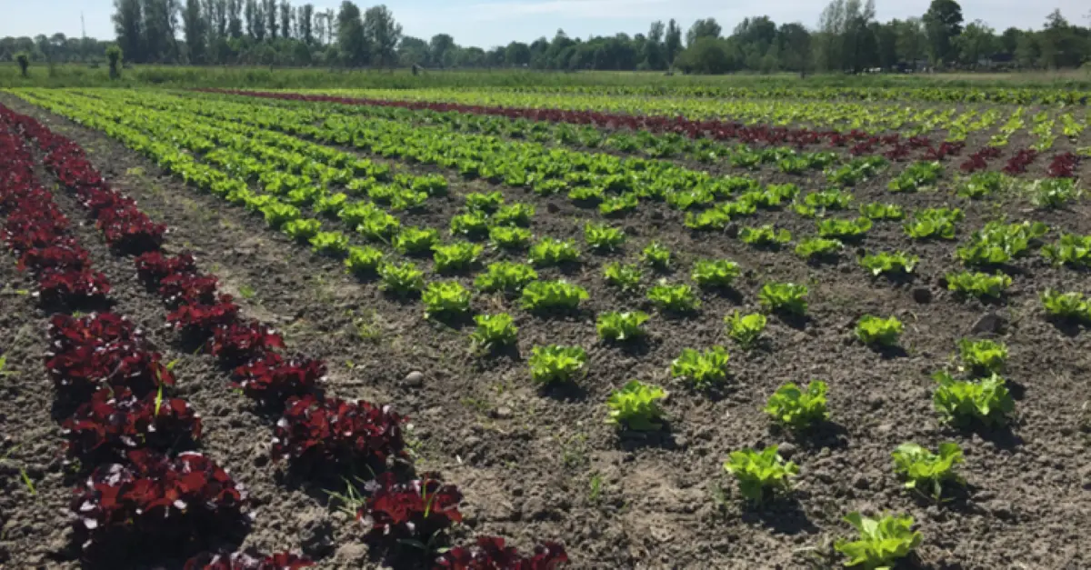 land met kroppen sla en andere groenten