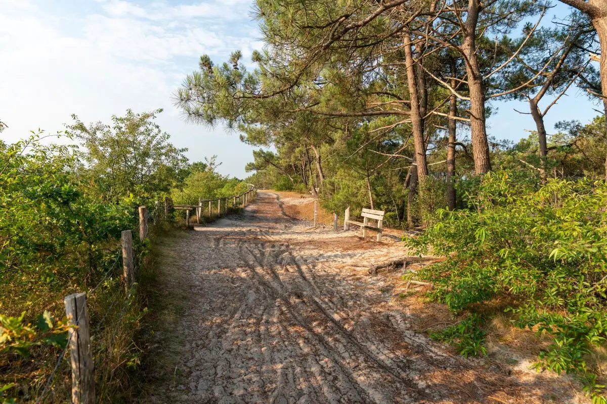 zand bospad