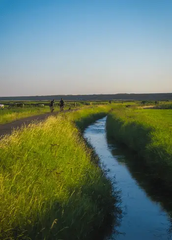 Fietsers rijden over een smal pad langs een sloot door een groen polderlandschap met gras en weilanden onder een heldere lucht.