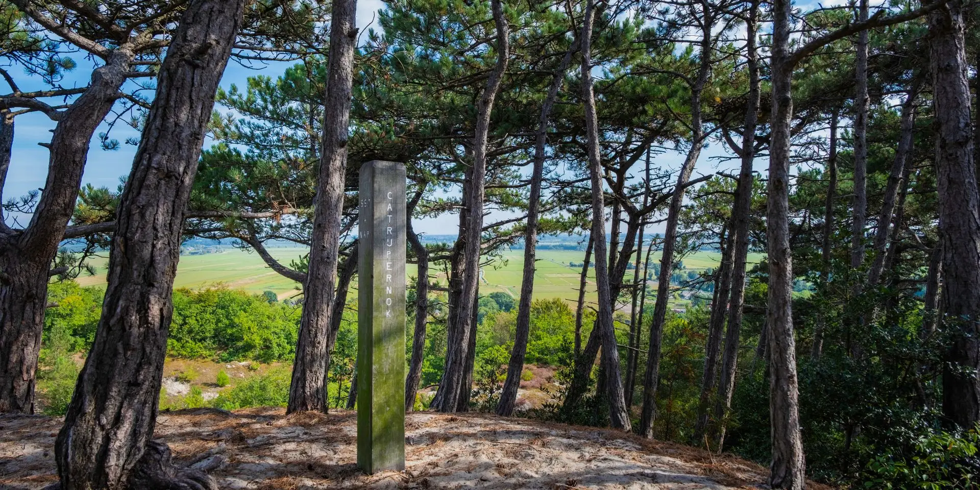 bomen en daarachter platteland op het hoogste punt van de duinen