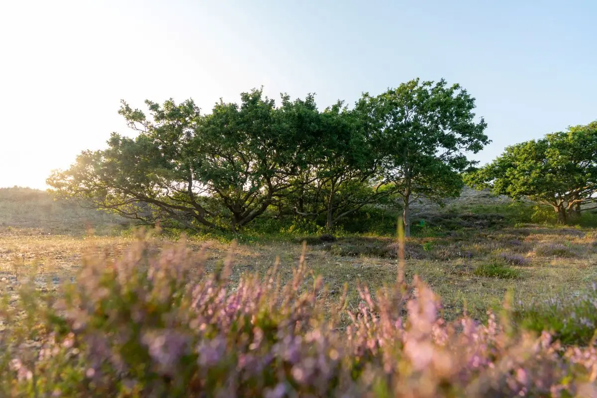 Duindorp Schoorl