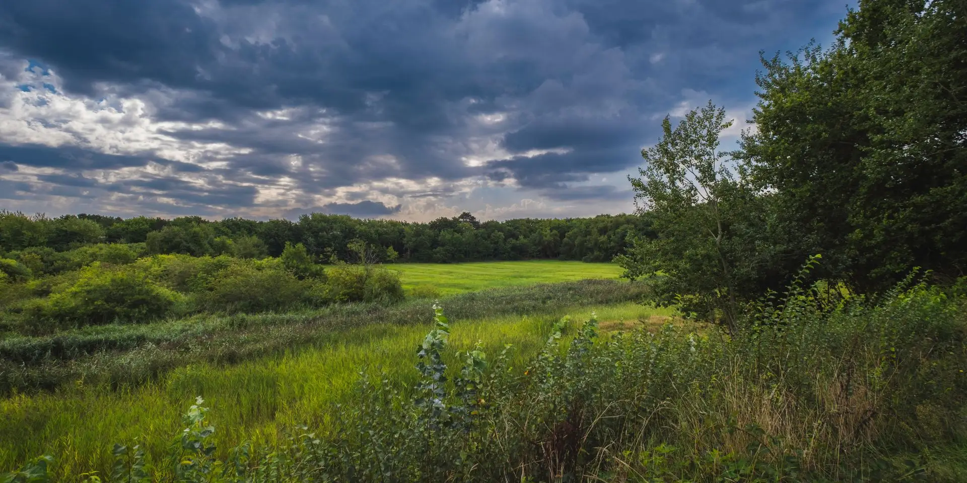 Open grasplek tussen het bos