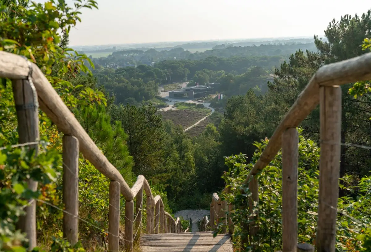 Houten trap met leuningen leidt omlaag door het groene duinlandschap van Schoorl. In de verte ligt het bezoekerscentrum tussen heidevelden en bossen, met een panoramisch uitzicht
