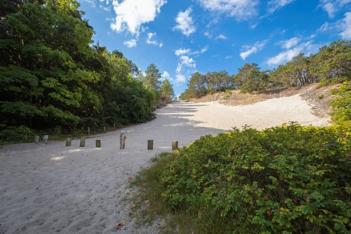 Het Klimduin in Schoorl, een zandhelling omringd door groene bomen en struiken. Houten paaltjes markeren het begin van het duin, met een helderblauwe lucht en enkele witte wolken op de achtergrond.