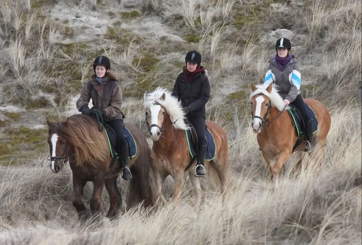 3 dames rijdend op 3 bruine paarden in de Schoorlse Duinen met zichtbaar duingras