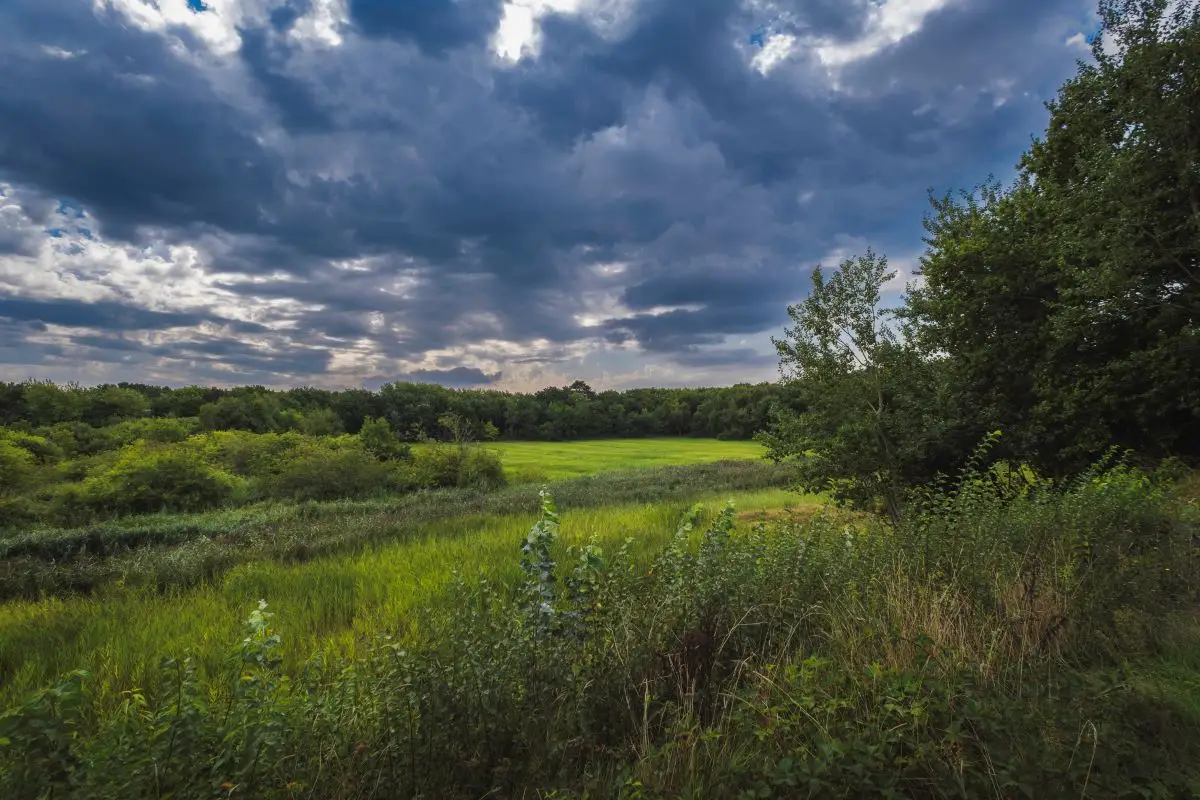 Het Hargergat, een uitgestrekt natuurgebied met groen grasland, rietvelden en dichte bosranden. De lucht is gevuld met dramatische donkere wolken, wat een indrukwekkend contrast vormt met het landschap.