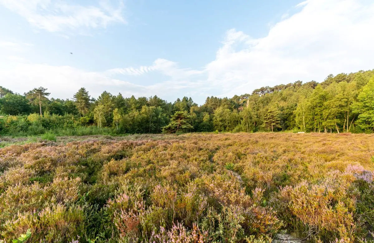 Heidevelden in Schoorl met zonlicht