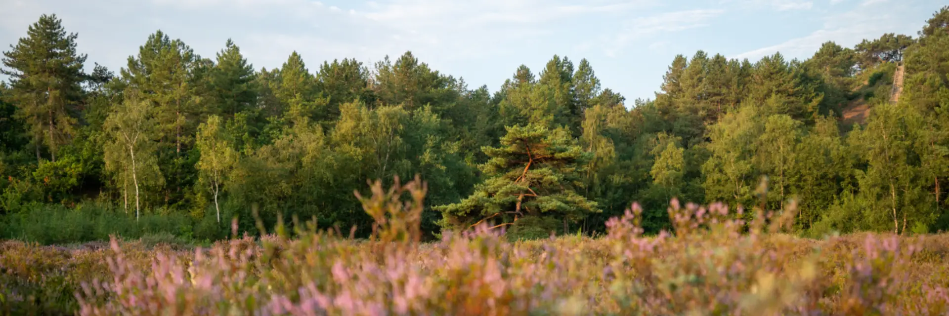 Paarse en roze heidevelden met daarachter groene bomen en bossen in de Schoorlse Duinen op een warme zomerse dag