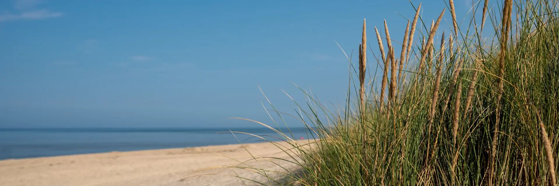 Gras und Schilf und blauer Himmel
