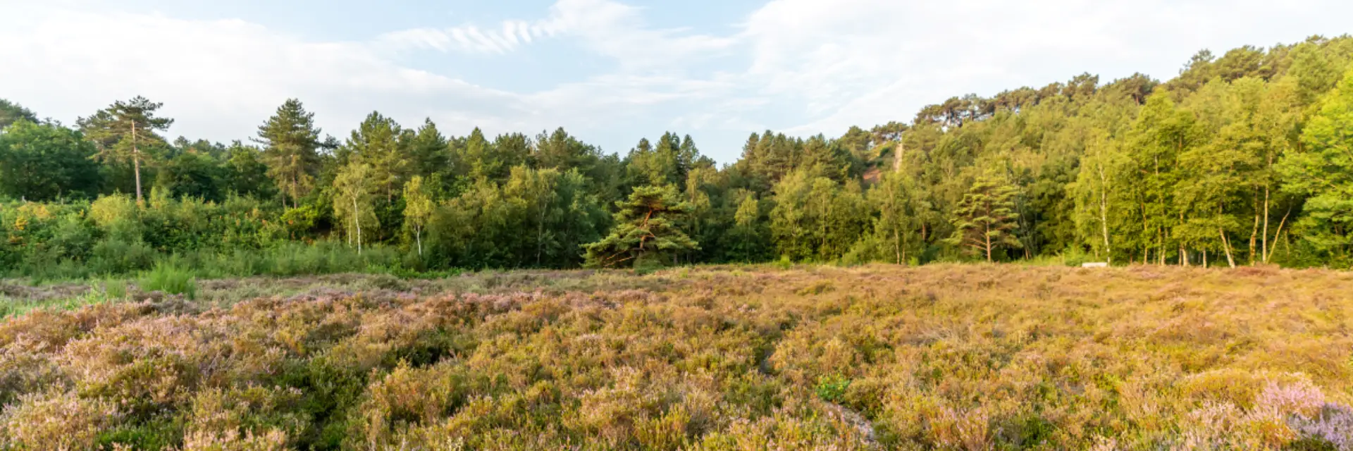 Heidevelden met bomen in Schoorl met zonlicht