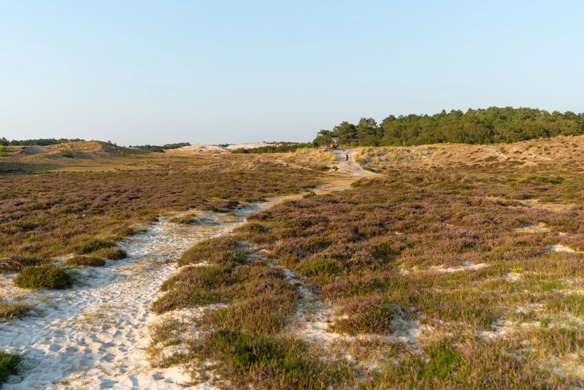 Wandern in den Dünen von Duindorp Schoorl