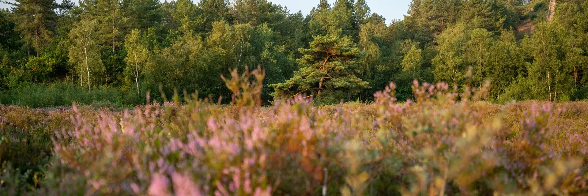 Heidevelden in Schoorl met zonlicht