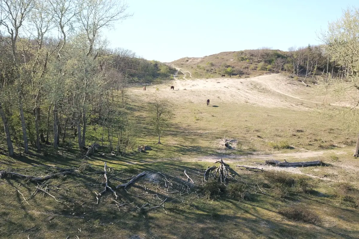 wimmenum duin met de paarden