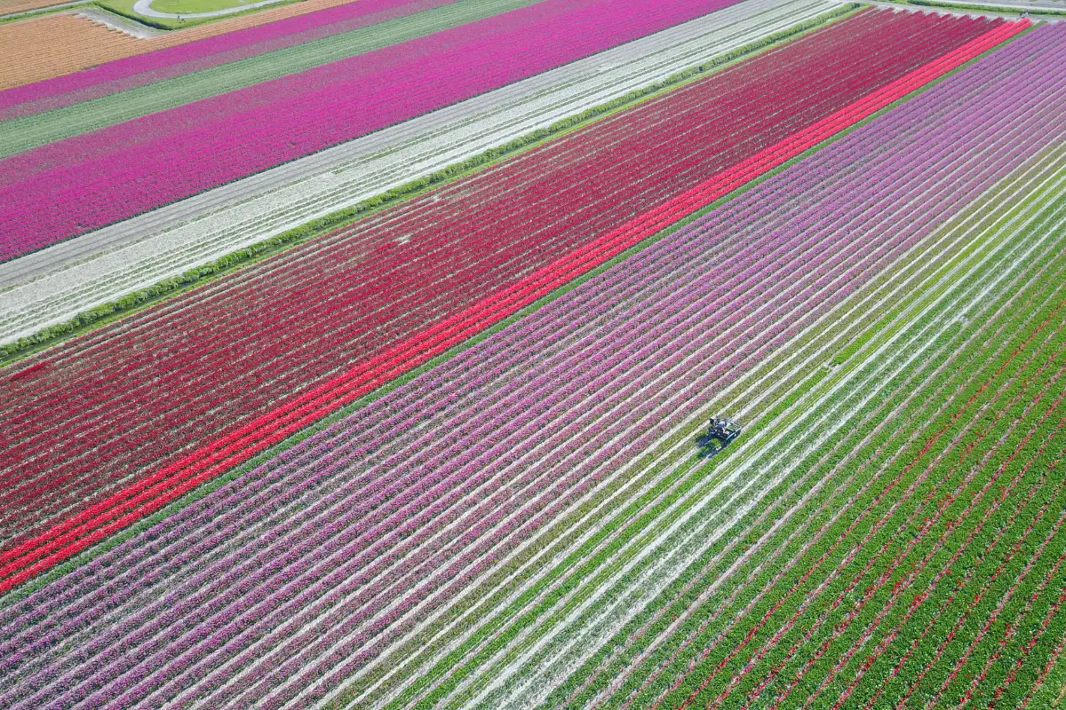 bloemenvelden