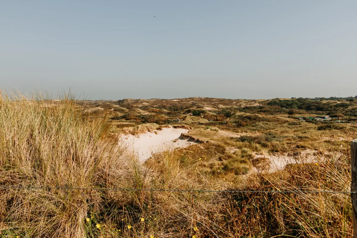 Stukje kaal duin met konikspaarden bij Egmond aan den Hoef