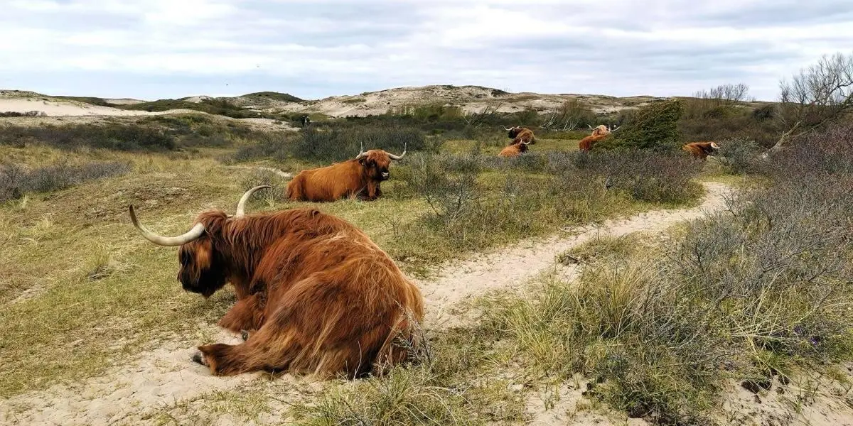 Schotse hooglanders liggen te rusten in de Egmondse duinen
