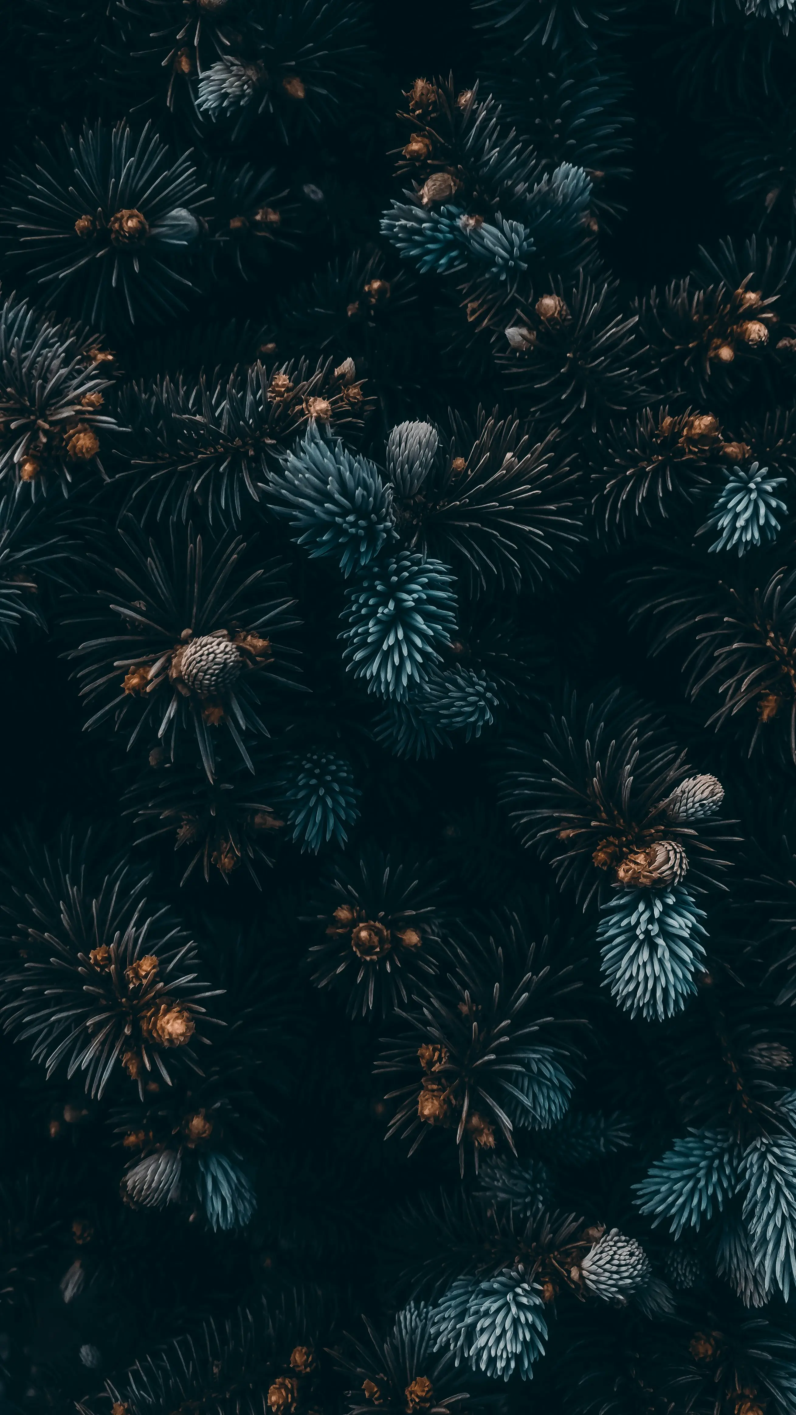 Dennetakken in december sfeer