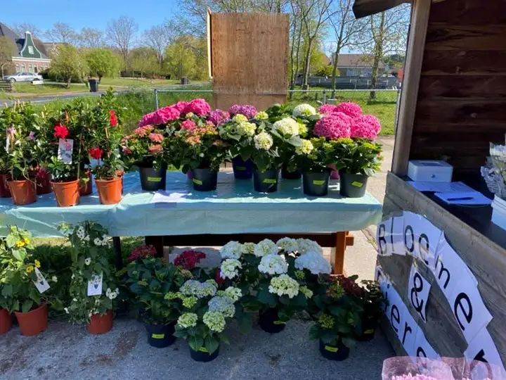 Bloemen van een streekkraam