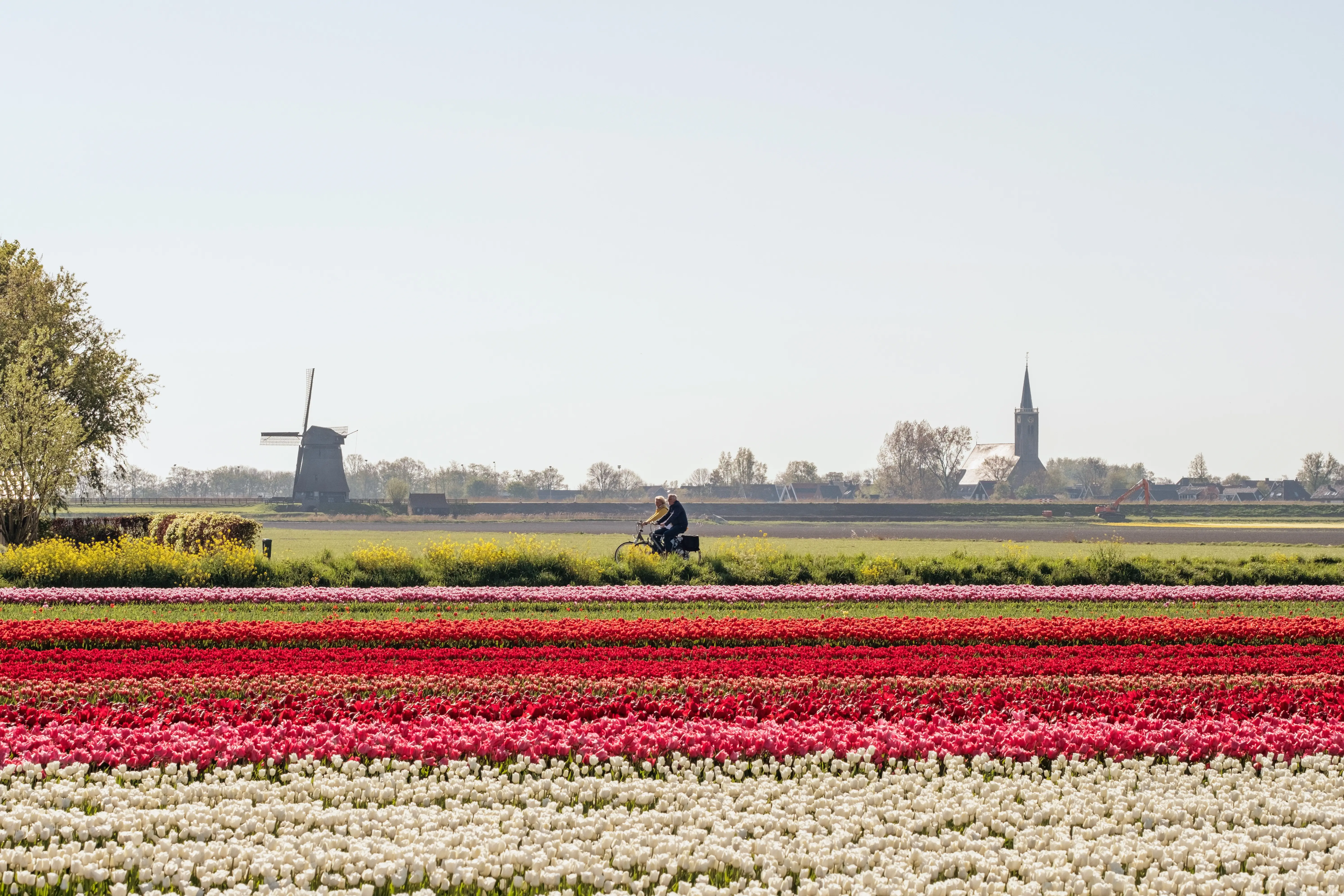 Fietsende mensen door de tulpenvelden in Land van Leeghwater