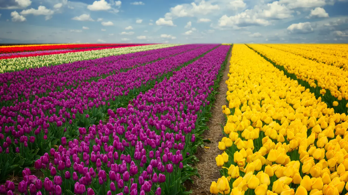 Bloemen veld met rode, paarse en gele bloemen